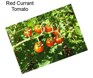 Red Currant Tomato