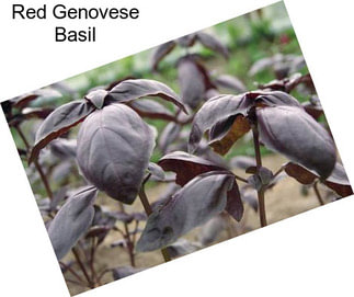 Red Genovese Basil