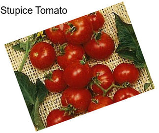 Stupice Tomato