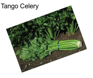 Tango Celery