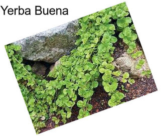 Yerba Buena