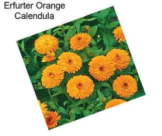 Erfurter Orange Calendula