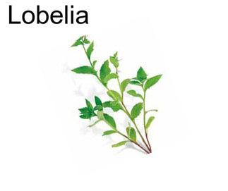 Lobelia