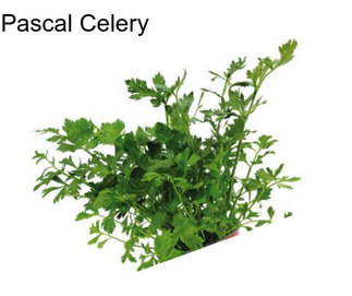 Pascal Celery