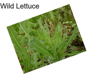 Wild Lettuce