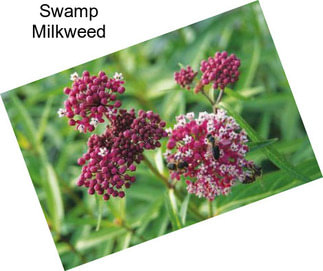 Swamp Milkweed