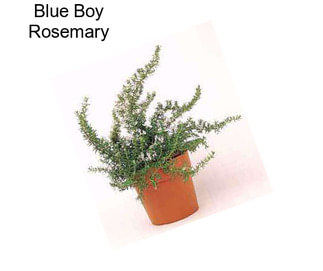 Blue Boy Rosemary
