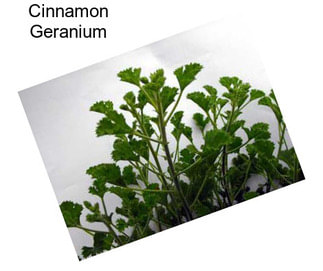 Cinnamon Geranium