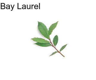 Bay Laurel