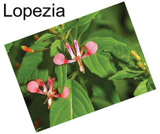 Lopezia