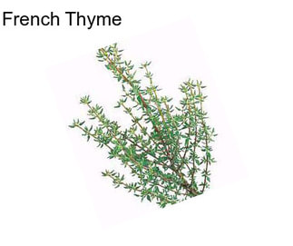 French Thyme