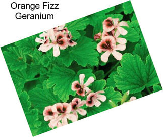 Orange Fizz Geranium