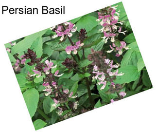 Persian Basil