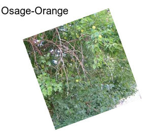 Osage-Orange