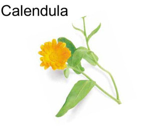 Calendula