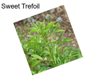 Sweet Trefoil