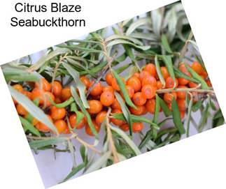 Citrus Blaze Seabuckthorn