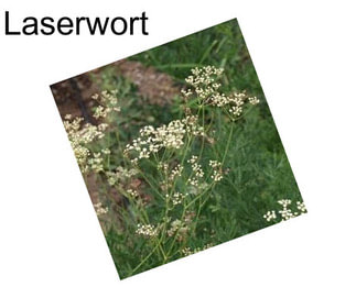 Laserwort