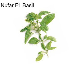 Nufar F1 Basil