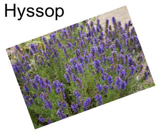 Hyssop