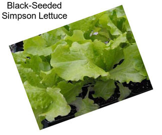 Black-Seeded Simpson Lettuce