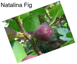 Natalina Fig