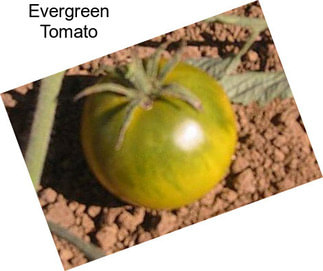 Evergreen Tomato