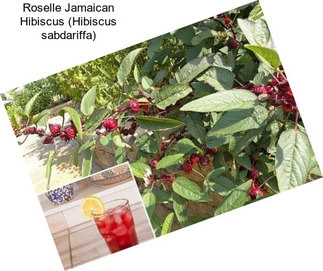 Roselle Jamaican Hibiscus (Hibiscus sabdariffa)