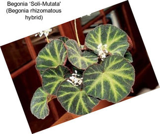 Begonia ‘Soli-Mutata\' (Begonia rhizomatous hybrid)