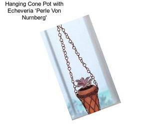 Hanging Cone Pot with Echeveria ‘Perle Von Nurnberg\'
