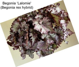 Begonia ‘Lalomie\' (Begonia rex hybrid)