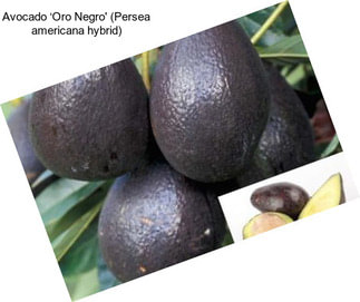 Avocado ‘Oro Negro\' (Persea americana hybrid)