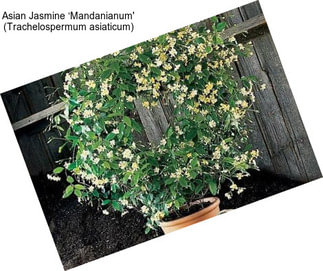 Asian Jasmine ‘Mandanianum\' (Trachelospermum asiaticum)