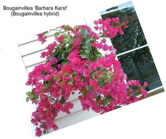 Bougainvillea ‘Barbara Karst\' (Bougainvillea hybrid)