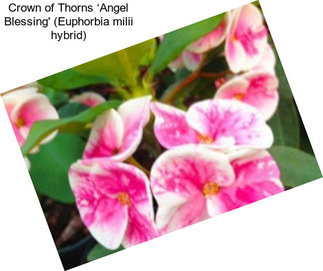 Crown of Thorns ‘Angel Blessing\' (Euphorbia milii hybrid)