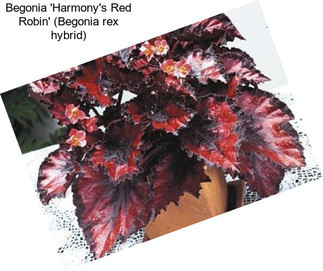 Begonia \'Harmony\'s Red Robin\' (Begonia rex hybrid)