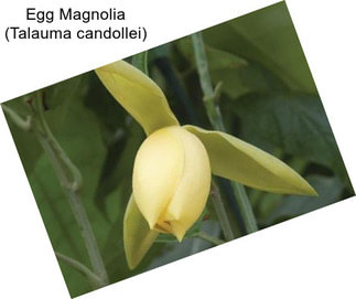 Egg Magnolia (Talauma candollei)