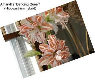 Amaryllis ‘Dancing Queen\' (Hippeastrum hybrid)