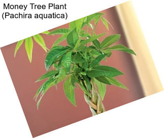 Money Tree Plant (Pachira aquatica)