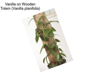 Vanilla on Wooden Totem (Vanilla planifolia)
