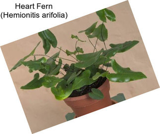 Heart Fern (Hemionitis arifolia)