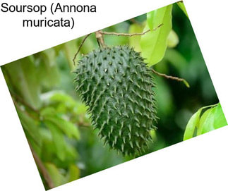 Soursop (Annona muricata)