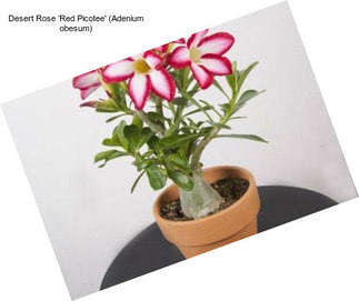 Desert Rose ‘Red Picotee\' (Adenium obesum)