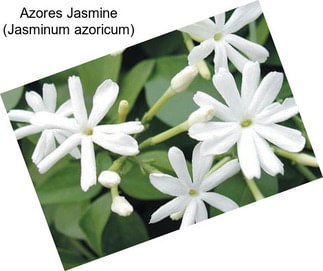 Azores Jasmine (Jasminum azoricum)