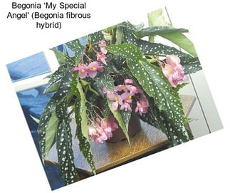 Begonia ‘My Special Angel\' (Begonia fibrous hybrid)