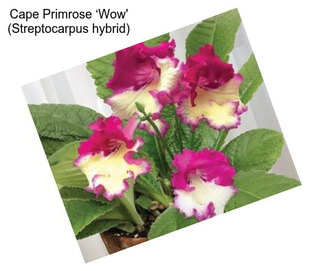 Cape Primrose ‘Wow\' (Streptocarpus hybrid)