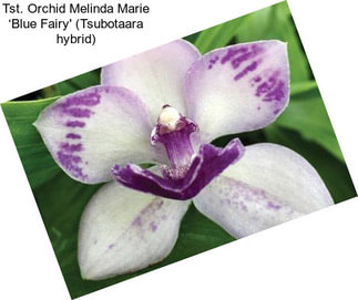 Tst. Orchid Melinda Marie ‘Blue Fairy\' (Tsubotaara hybrid)