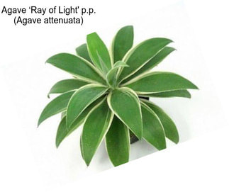 Agave ‘Ray of Light\' p.p. (Agave attenuata)