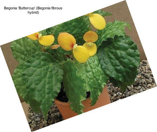 Begonia ‘Buttercup\' (Begonia fibrous hybrid)