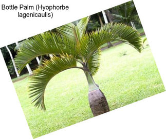 Bottle Palm (Hyophorbe lagenicaulis)